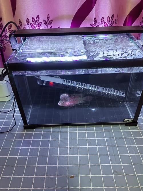 白底魚缸如何避免反光（如何拍魚缸反光？）