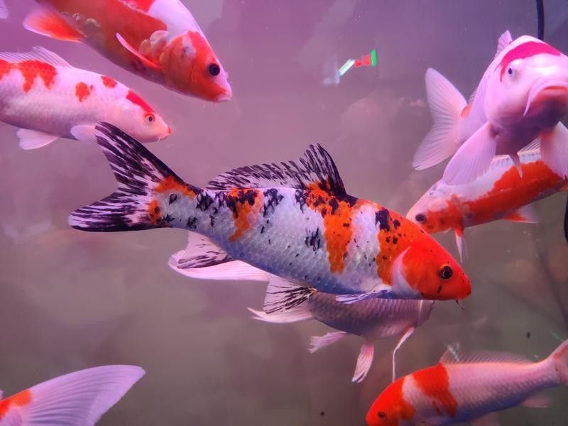 白底魚缸如何避免反光（如何拍魚缸反光？）