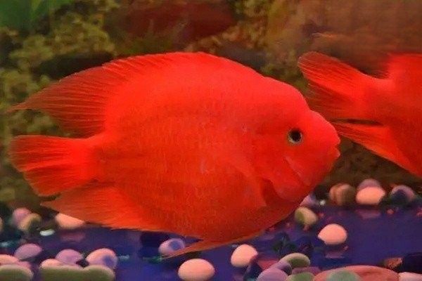 龍魚黑斑會(huì)自行消失嗎（魚得了黑斑病能自愈嗎） 龍魚黑斑會(huì)自行消失嗎（魚得了黑斑病能自愈嗎） 龍魚百科 第8張