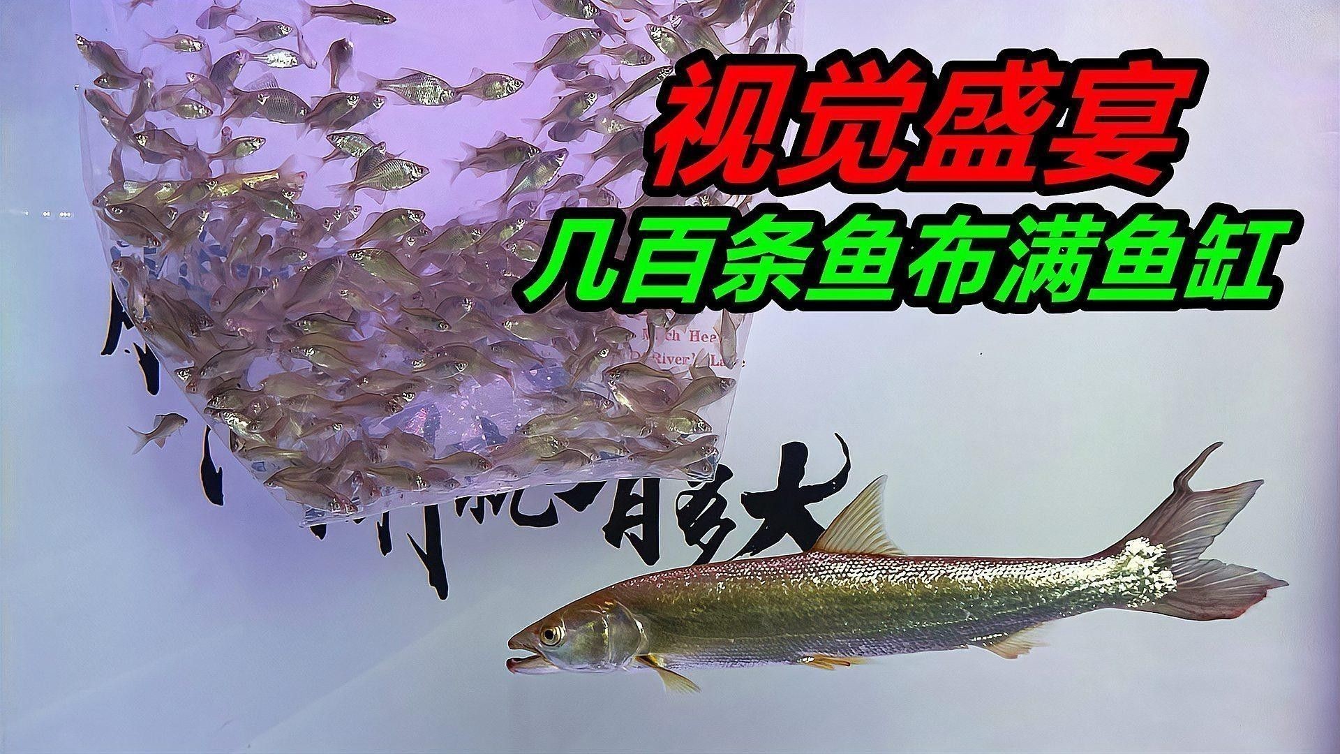發(fā)色期換缸后多久能恢復(fù)（發(fā)色期換缸后如何快速恢復(fù)顏色？）