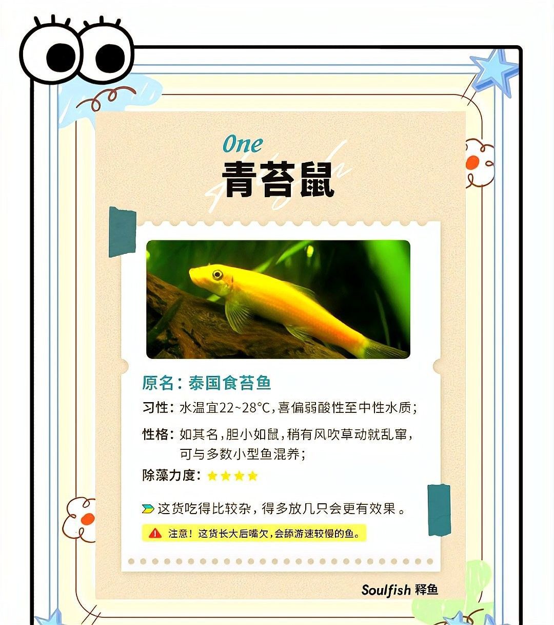 如何預防龍魚粘液異常（30度高溫下的龍魚養殖，你的魚養對了嗎） 如何預防龍魚粘液異常（30度高溫下的龍魚養殖，你的魚養對了嗎） 龍魚百科 第5張