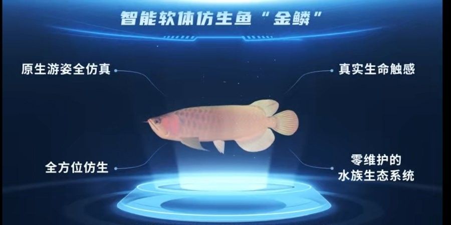 金龍魚社交識別能力有多強？（揭秘水下世界的社交秘密!）