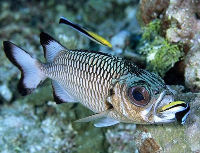 金龍魚社交識別能力有多強？（揭秘水下世界的社交秘密!）