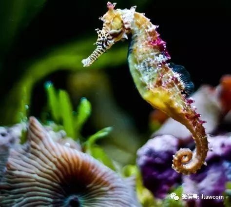 金龍魚社交識別能力有多強？（揭秘水下世界的社交秘密!）