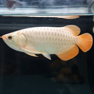 金龍魚顏色變淺能恢復嗎（金龍魚顏色變淺了怎么辦）