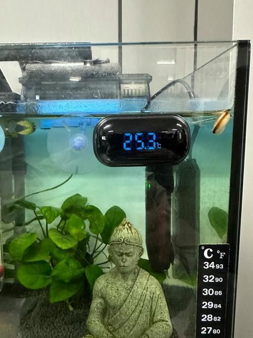 金龍魚缸溫度計推薦（金龍魚缸溫度計哪種好途）