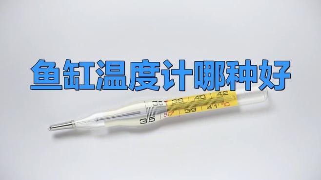 金龍魚缸溫度計推薦（金龍魚缸溫度計哪種好途）