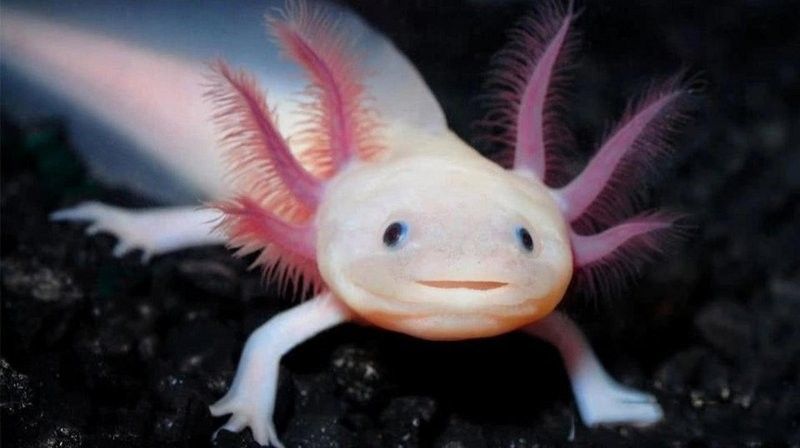 恐龍魚腹水能自愈嗎？（六角恐龍翻肚能自愈嗎）