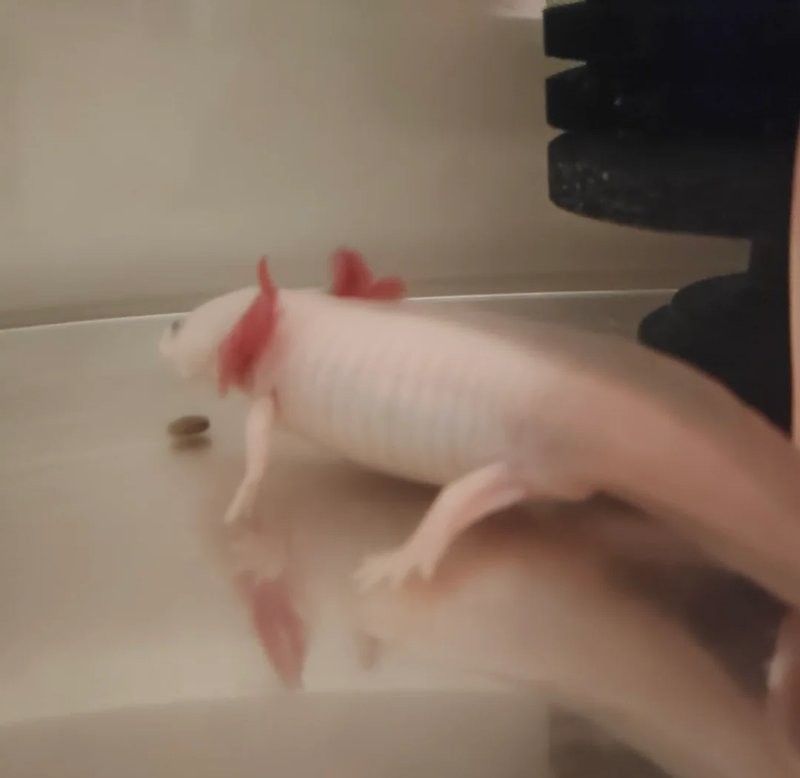 恐龍魚腹水能自愈嗎？（六角恐龍翻肚能自愈嗎）