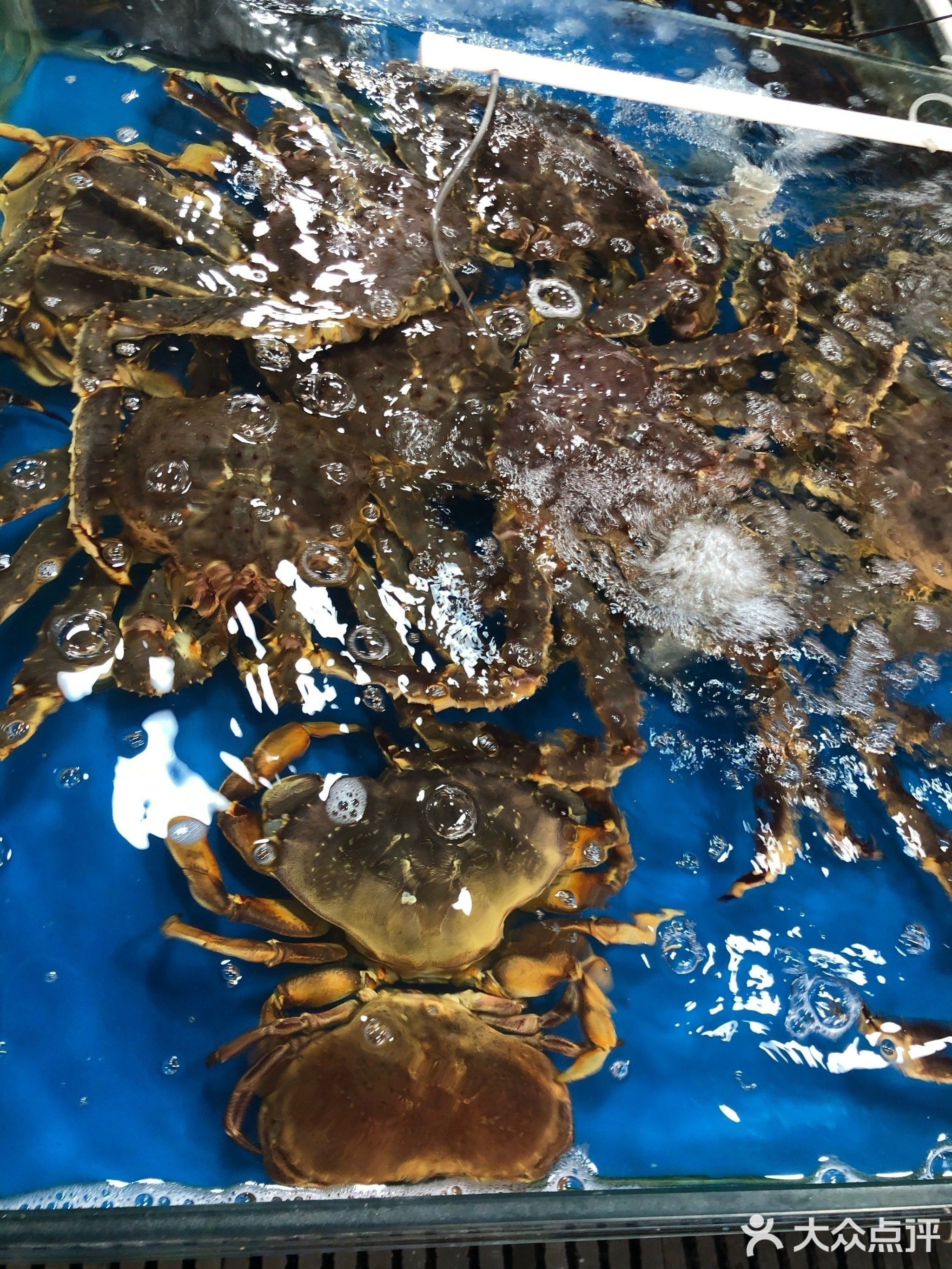 淡村海鮮批發(fā)城有龍魚(yú)批發(fā)嗎（淡村海鮮批發(fā)城有哪些主要魚(yú)類(lèi)供應(yīng)？）