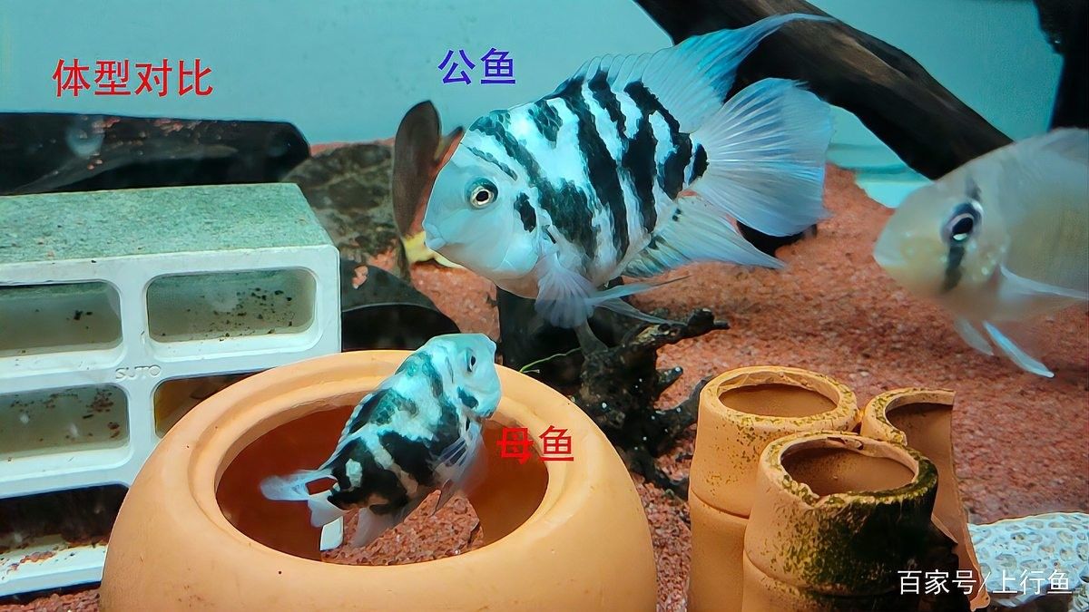 公魚和母魚哪個更具有領地意識（孔雀魚公魚為何緊追母魚不放揭秘背后的奇妙求偶機制）