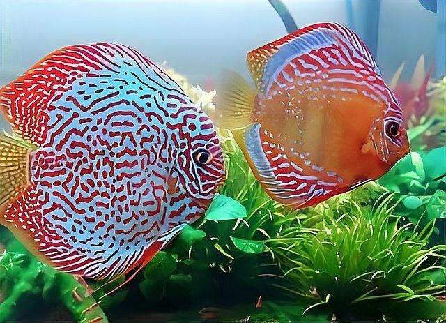 公魚和母魚哪個更具有領地意識（孔雀魚公魚為何緊追母魚不放揭秘背后的奇妙求偶機制）