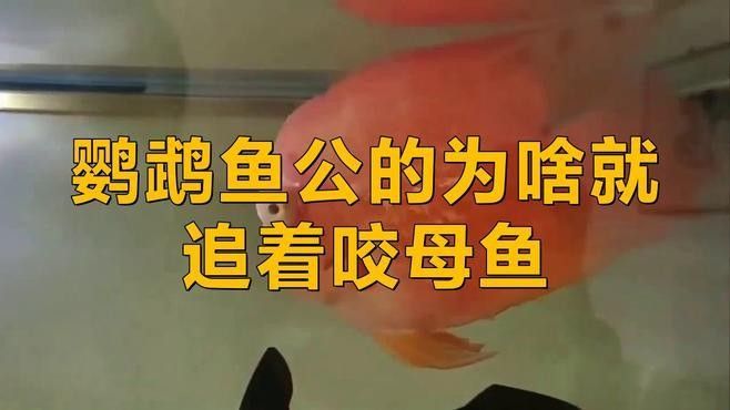 公魚和母魚哪個更具有領地意識（孔雀魚公魚為何緊追母魚不放揭秘背后的奇妙求偶機制）