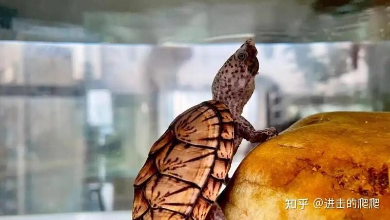 混養龍龜需要多大的水體（混養龍龜的水體大小需根據龜的體型、數量及活動需求綜合考量）