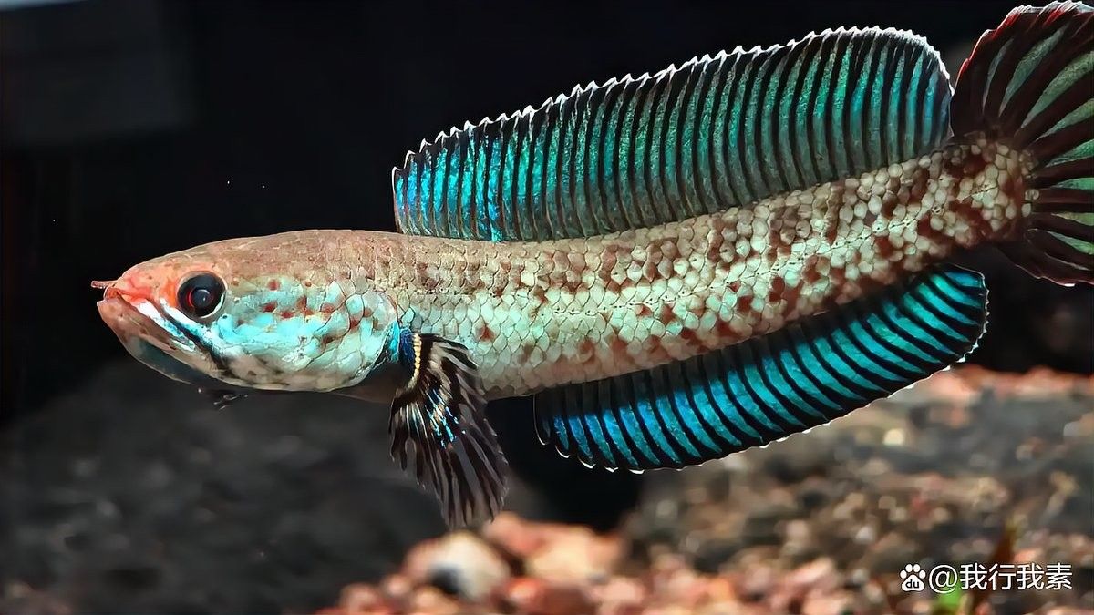 龍魚為什么會突然蹦出來（我行我素，魚缸里的魚總跳出來是什么原因）
