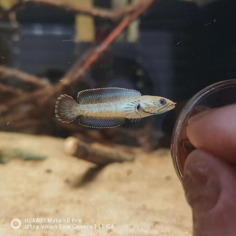 奶茶雷龍魚缸造景圖片欣賞（奶茶雷龍魚新家大揭秘一米五大缸造景全攻略）