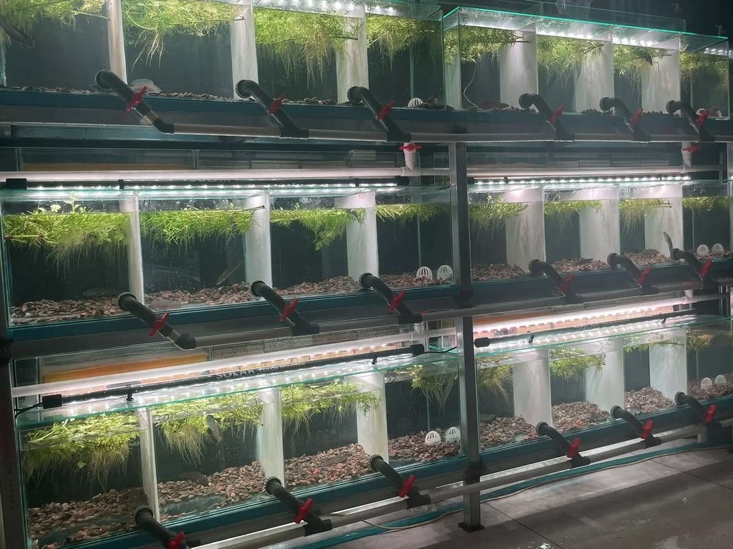 奶茶雷龍魚缸造景圖片欣賞（奶茶雷龍魚新家大揭秘一米五大缸造景全攻略）