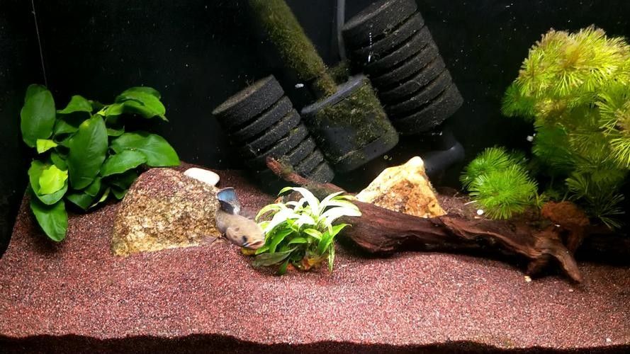 奶茶雷龍魚缸造景圖片欣賞（奶茶雷龍魚新家大揭秘一米五大缸造景全攻略）