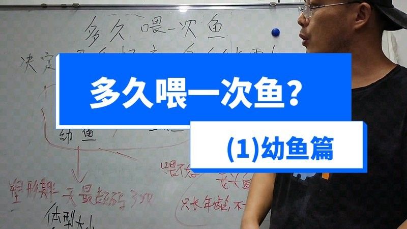 20cm過背金龍魚多久喂一次（20cm的過背金龍魚屬于幼魚階段，建議每天喂食1-2次）