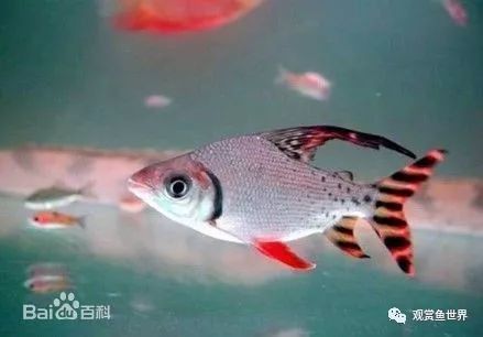飛鳳魚為什么吸龍魚？（如何避免飛鳳魚吸食龍魚？） 飛鳳魚為什么吸龍魚？（如何避免飛鳳魚吸食龍魚？） 龍魚百科 第2張