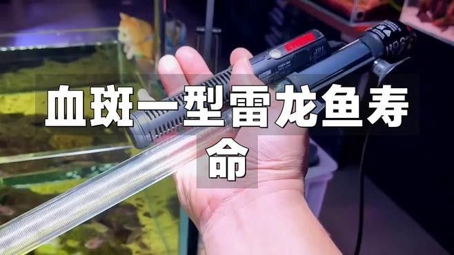 哪種雷龍魚品種壽命最長（哪種雷龍魚壽命可達(dá)10年以上） 哪種雷龍魚品種壽命最長（哪種雷龍魚壽命可達(dá)10年以上） 龍魚百科 第1張