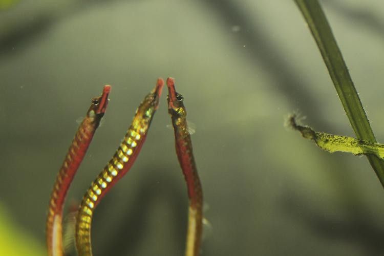 淡水海龍魚有哪些圖片？（海龍魚長什么樣）