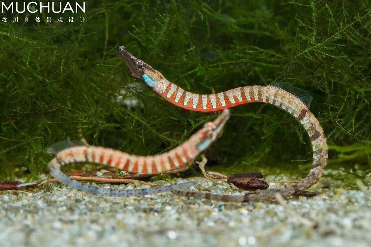 淡水海龍魚有哪些圖片？（海龍魚長什么樣）