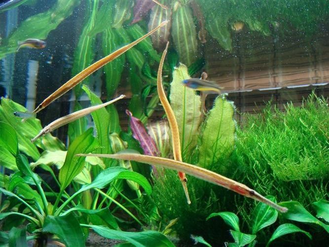 淡水海龍魚有哪些圖片？（海龍魚長什么樣）