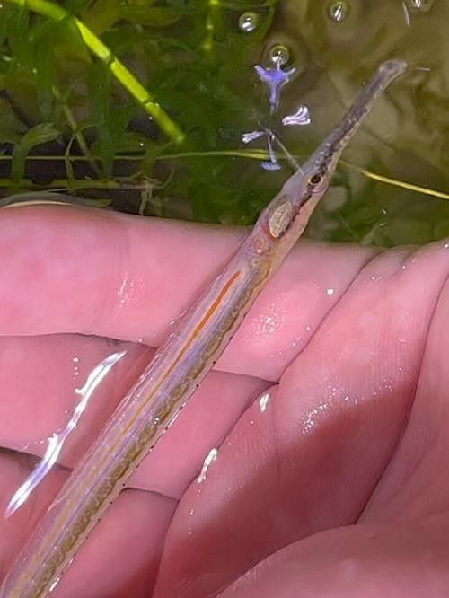 淡水海龍魚有哪些圖片？（海龍魚長什么樣）