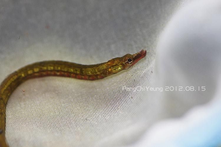 淡水海龍魚有哪些圖片？（海龍魚長什么樣）