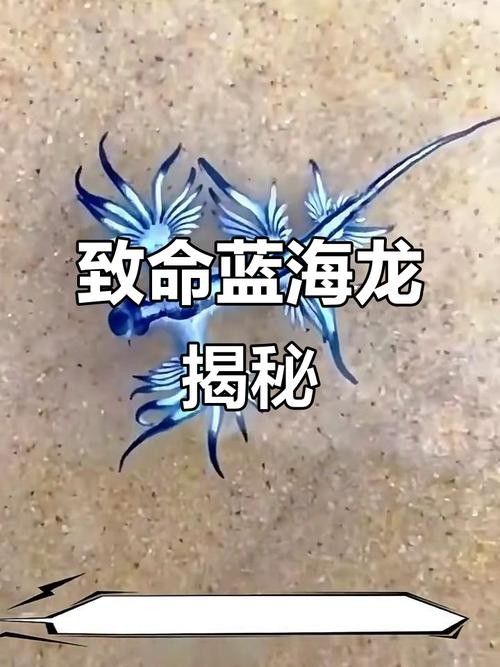 淡水海龍魚有哪些圖片？（海龍魚長什么樣）
