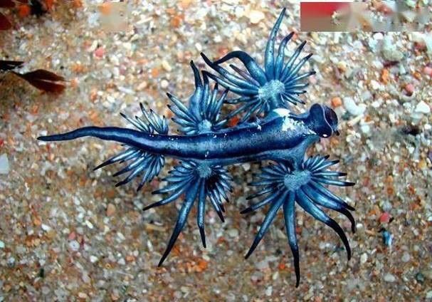 淡水海龍魚有哪些圖片？（海龍魚長什么樣）
