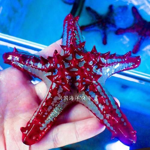 淡水海龍魚有哪些圖片？（海龍魚長什么樣）
