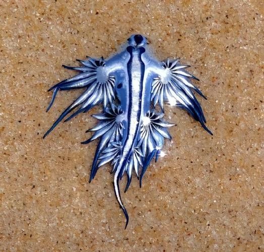 淡水海龍魚有哪些圖片？（海龍魚長什么樣）