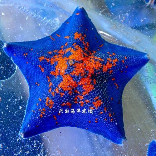 淡水海龍魚有哪些圖片？（海龍魚長什么樣）