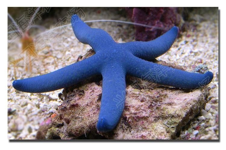 淡水海龍魚有哪些圖片？（海龍魚長什么樣）