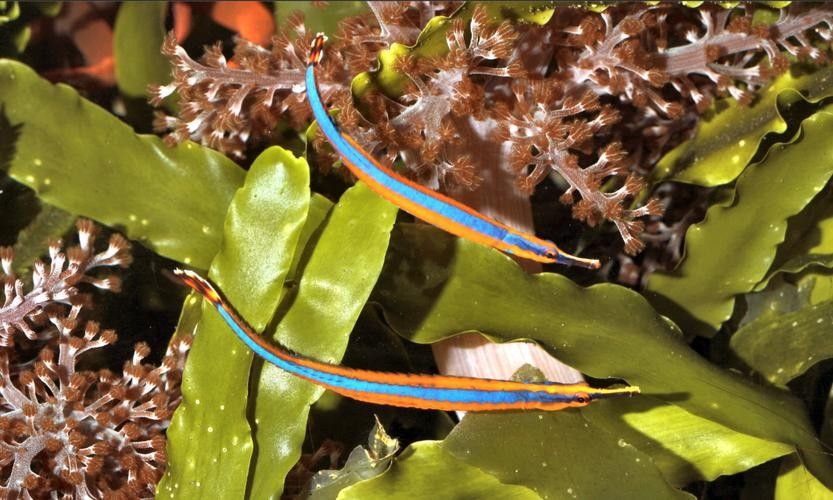 淡水海龍魚有哪些圖片？（海龍魚長什么樣）