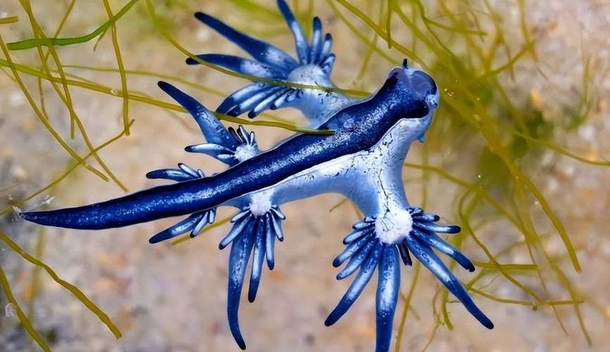 淡水海龍魚有哪些圖片？（海龍魚長什么樣）