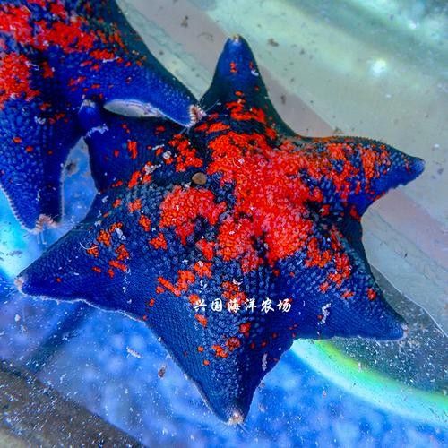 淡水海龍魚有哪些圖片？（海龍魚長什么樣）