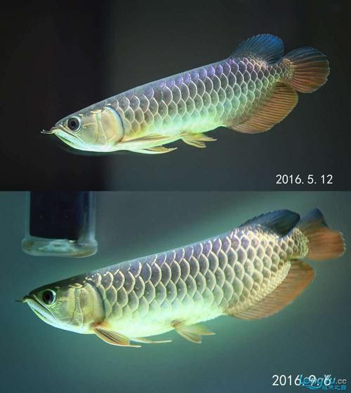 金龍魚燈光需要漸變嗎（金龍魚燈光是否需要根據(jù)飼養(yǎng)階段和發(fā)色目標綜合調(diào)整）