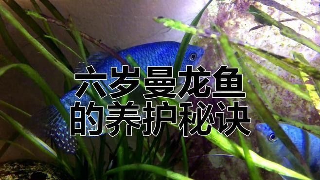 曼龍魚能活多久？（曼龍魚壽命通常在2-5年之間具體壽命受飼養(yǎng)條件、品種差異等因素影響較大） 曼龍魚能活多久？（曼龍魚壽命通常在2-5年之間具體壽命受飼養(yǎng)條件、品種差異等因素影響較大） 龍魚百科 第1張