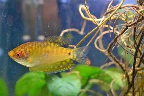 曼龍魚能活多久？（曼龍魚壽命通常在2-5年之間具體壽命受飼養(yǎng)條件、品種差異等因素影響較大） 曼龍魚能活多久？（曼龍魚壽命通常在2-5年之間具體壽命受飼養(yǎng)條件、品種差異等因素影響較大） 龍魚百科 第6張