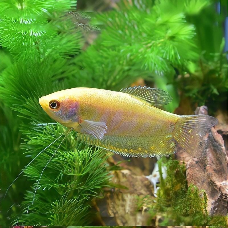曼龍魚能活多久？（曼龍魚壽命通常在2-5年之間具體壽命受飼養(yǎng)條件、品種差異等因素影響較大） 曼龍魚能活多久？（曼龍魚壽命通常在2-5年之間具體壽命受飼養(yǎng)條件、品種差異等因素影響較大） 龍魚百科 第3張