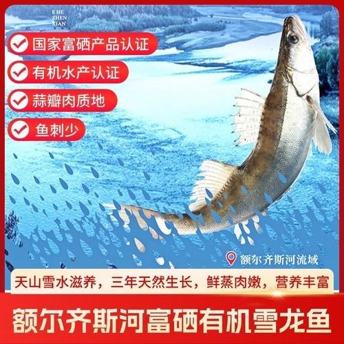 山東濟南批發市場的雪龍魚來源可靠嗎（關于山東濟南批發市場雪龍魚的來源可靠性分析如下）