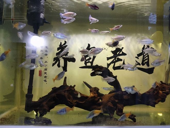 龍魚中下層游動，需要隔離治療嗎（龍魚為何‘臥床不起’揭秘趴缸真相與拯救策略）
