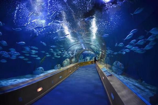 山海關哪個水族館龍魚好？祥龍魚場龍魚（山海關與龍魚相關的水族館及魚場信息如下：祥龍魚場）