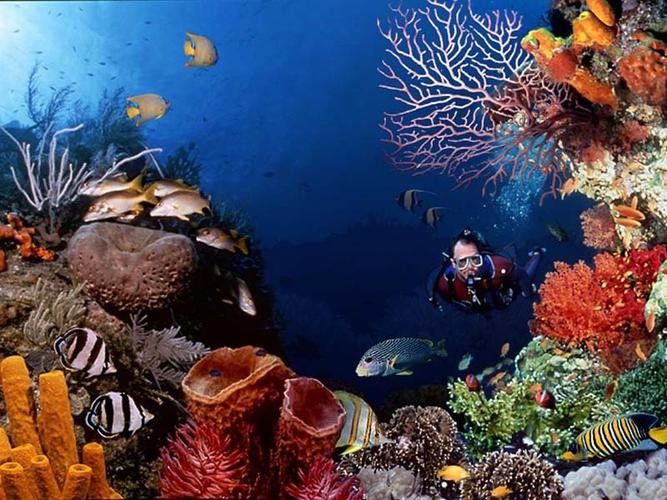 山海關哪個水族館龍魚好？祥龍魚場龍魚（山海關與龍魚相關的水族館及魚場信息如下：祥龍魚場）