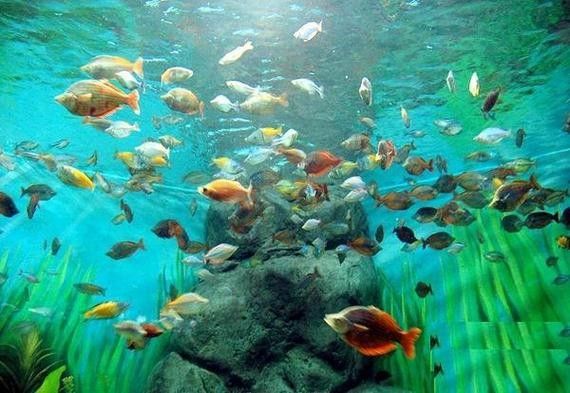 山海關哪個水族館龍魚好？祥龍魚場龍魚（山海關與龍魚相關的水族館及魚場信息如下：祥龍魚場）