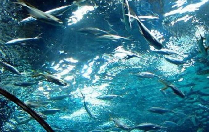山海關哪個水族館龍魚好？祥龍魚場龍魚（山海關與龍魚相關的水族館及魚場信息如下：祥龍魚場）