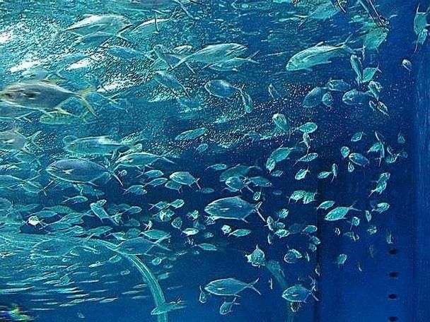 山海關哪個水族館龍魚好？祥龍魚場龍魚（山海關與龍魚相關的水族館及魚場信息如下：祥龍魚場）
